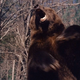 A bear roars.